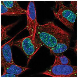 KIAA1614 Antibody, Novus Biologicals 100&mu;L; Unlabeled:Antibodies, Polyclonal
