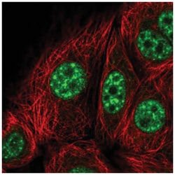KIF22 Antibody, Novus Biologicals:Antibodies:Primary Antibodies