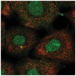 Kif2a Antibody, Novus Biologicals 25 &mu;L:Antibodies, Polyclonal