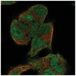 Kinesin 5A Antibody, Novus Biologicals:Antibodies:Primary Antibodies