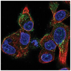 KiSS1R/GPR54 Antibody, Novus Biologicals 100&mu;L; Unlabeled:Antibodies,