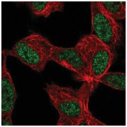 KLF12 Antibody, Novus Biologicals:Antibodies:Primary Antibodies