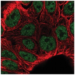 KLF3 Antibody, Novus Biologicals 25 &mu;L, Unlabeled:Antibodies, Polyclonal