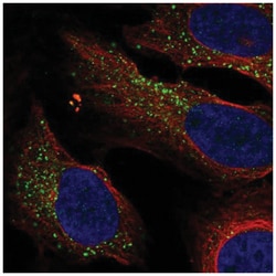 KLRG1 Antibody, Novus Biologicals:Antibodies:Primary Antibodies