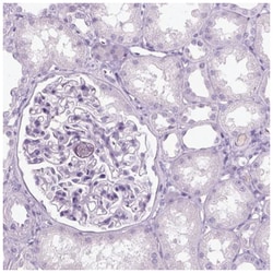 KRTAP11-1 Antibody, Novus Biologicals 100&mu;L; Unlabeled:Antibodies, Polyclonal