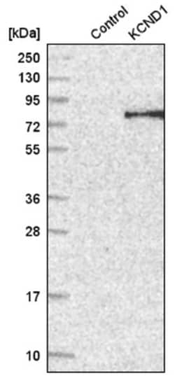 Kv4.1 Antibody, Novus Biologicals 100&mu;L; Unlabeled:Antibodies, Polyclonal