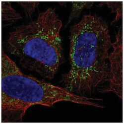 KvBeta3 Antibody, Novus Biologicals:Antibodies:Primary Antibodies