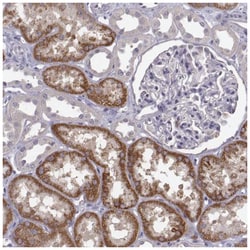 Kynurenine 3-Monooxygenase/KMO Antibody, Novus Biologicals:Antibodies:Primary