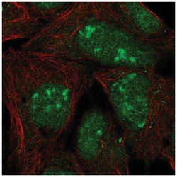 L3MBTL3 Antibody, Novus Biologicals:Antibodies:Primary Antibodies