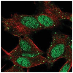 L3MBTL4 Antibody, Novus Biologicals:Antibodies:Primary Antibodies
