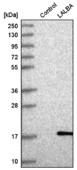 Lactalbumin Alpha Antibody, Novus Biologicals 25 &mu;L, Unlabeled:Antibodies,