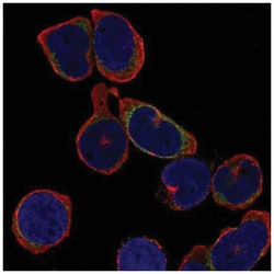 Lambda5/IGLL1 Antibody, Novus Biologicals 100&mu;L; Unlabeled:Antibodies,