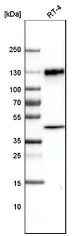 LAMP-1/CD107a Antibody (CL4489), Novus Biologicals:Antibodies:Primary Antibodies