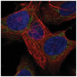 LARS2 Antibody, Novus Biologicals:Antibodies:Primary Antibodies