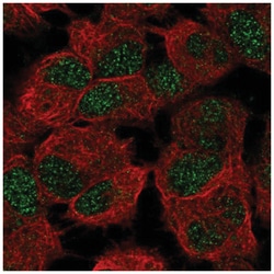 LASS6 Antibody, Novus Biologicals:Antibodies:Primary Antibodies