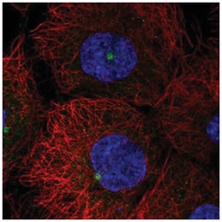 LATS2 Antibody, Novus Biologicals 25 &mu;L:Antibodies, Polyclonal