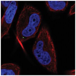 LC3C Antibody, Novus Biologicals 25 &mu;L, Unlabeled:Antibodies, Polyclonal