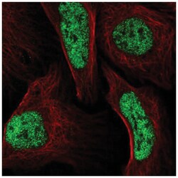 LCORL Antibody, Novus Biologicals:Antibodies:Primary Antibodies