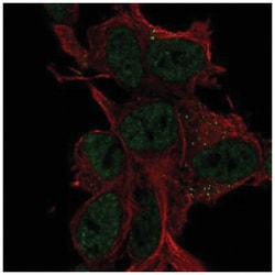 LDLRAD4 Antibody, Novus Biologicals 100 &mu;L | Buy Online | Novus Biologicals | Fisher Scientific