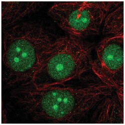 LDOC1 Antibody, Novus Biologicals:Antibodies:Primary Antibodies