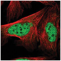 LENG8 Antibody, Novus Biologicals:Antibodies:Primary Antibodies