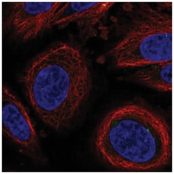 LEPROT Antibody, Novus Biologicals:Antibodies:Primary Antibodies