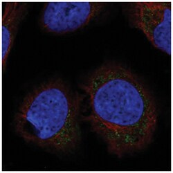 LETMD1 Antibody, Novus Biologicals:Antibodies:Primary Antibodies