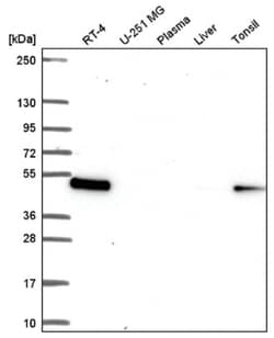 Leupaxin Antibody, Novus Biologicals:Antibodies:Primary Antibodies
