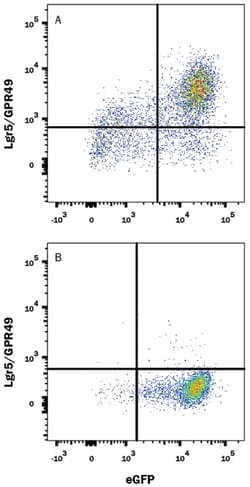 Mouse Lgr5/GPR49 PE-conjugated Antibody, R D Systems 25&mu;g; PE:Antibodies,