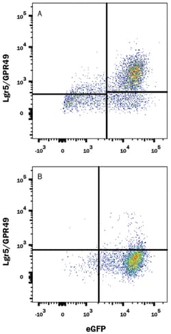 Mouse Lgr5/GPR49 Alexa Fluor 647-conjugated Antibody, R D Systems:Antibodies:Primary