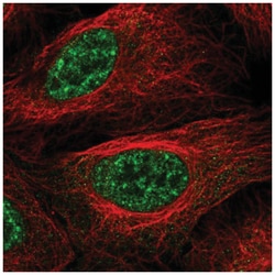 Lhx4 Antibody, Novus Biologicals:Antibodies:Primary Antibodies