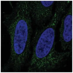 LINGO3 Antibody, Novus Biologicals 100&mu;L; Unlabeled:Antibodies, Polyclonal
