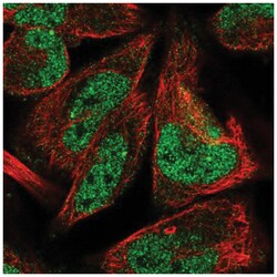 LINS1 Antibody, Novus Biologicals:Antibodies:Primary Antibodies