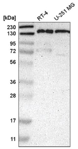 Liprin alpha 1 Antibody, Novus Biologicals:Antibodies:Primary Antibodies