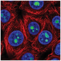 LLPH Antibody, Novus Biologicals:Antibodies:Primary Antibodies