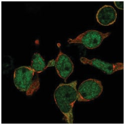 LMO2 Antibody, Novus Biologicals 25 &mu;L, Unlabeled:Antibodies, Polyclonal