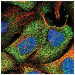 LMP2/PSMB9 Antibody, Novus Biologicals:Antibodies:Primary Antibodies