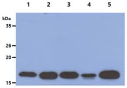 LMW-PTP/ACP1 Mouse anti-Human, Mouse, Clone: 5C11, Novus Biologicals 100&mu;L;