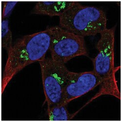 FAM228B Antibody, Novus Biologicals 25 &mu;L, Unlabeled:Antibodies, Polyclonal