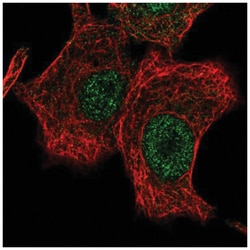 LONRF2 Antibody, Novus Biologicals:Antibodies:Primary Antibodies