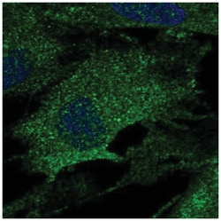 LOX Antibody, Novus Biologicals:Antibodies:Primary Antibodies