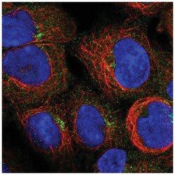 LRDD Antibody, Novus Biologicals:Antibodies:Primary Antibodies