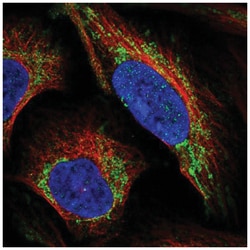 LRP-11 Antibody, Novus Biologicals 100&mu;L; Unlabeled:Antibodies, Polyclonal