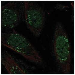 LRRC42 Antibody, Novus Biologicals:Antibodies:Primary Antibodies