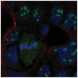 LRRN4 Antibody, Novus Biologicals:Antibodies:Primary Antibodies