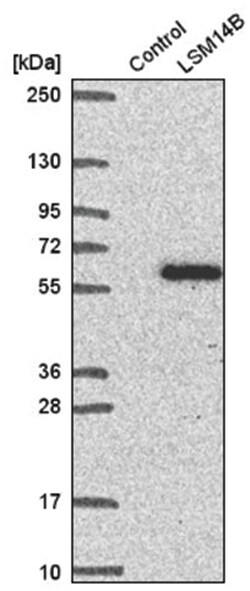 LSM14B Antibody, Novus Biologicals 100&mu;L; Unlabeled:Antibodies, Polyclonal