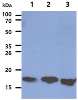 LSM5 Mouse anti-Human, Clone: 25F8, Novus Biologicals:Antibodies:Primary
