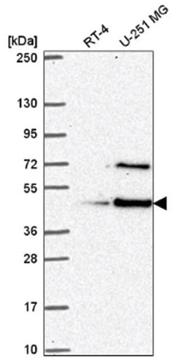 LUC7L Antibody, Novus Biologicals 100&mu;L; Unlabeled:Antibodies, Polyclonal