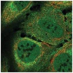 LUZP2 Antibody, Novus Biologicals 100&mu;L; Unlabeled:Antibodies, Polyclonal