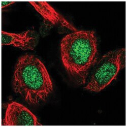 LYDG10 Antibody, Novus Biologicals:Antibodies:Primary Antibodies